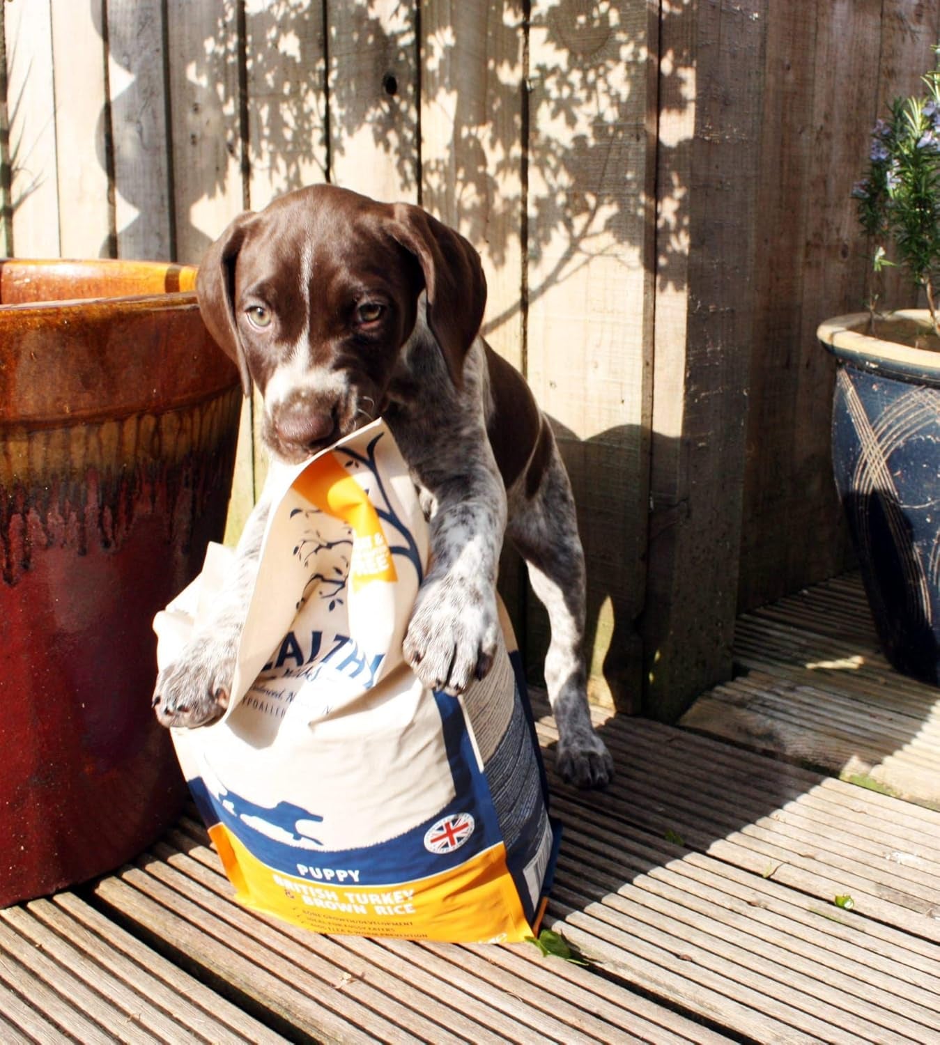 Premium Dry Dog Food Hypoallergenic Healthy Gluten Free Digestible Natural Turkey & Brown Rice Complete Pet Nutrition for Puppies - 2Kgs