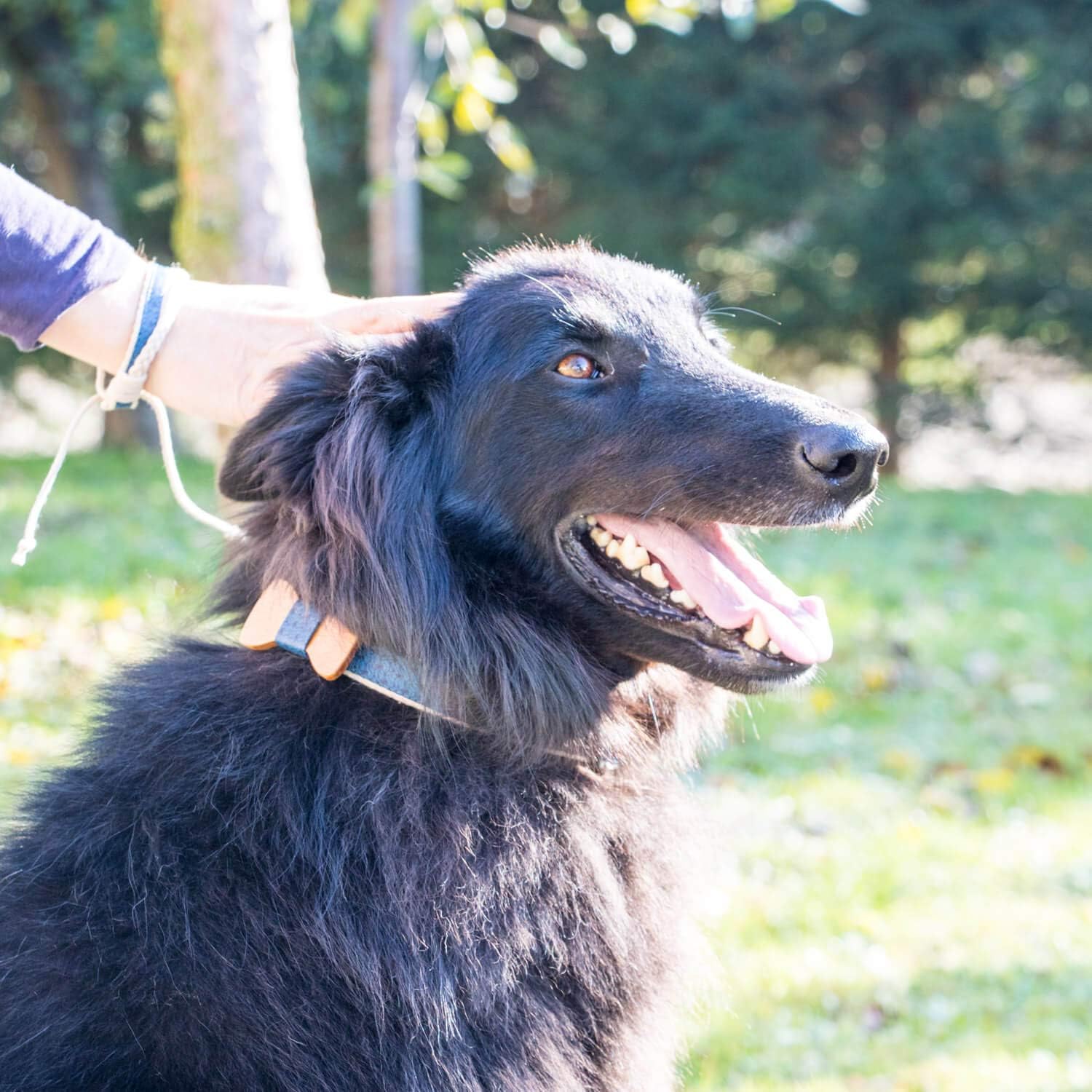 Matching Dog Bow Tie Collar & Owner Bracelet, Adjustable for Small & Medium Dogs, Stylish & Durable, Soft Hemp Material, S, Blue