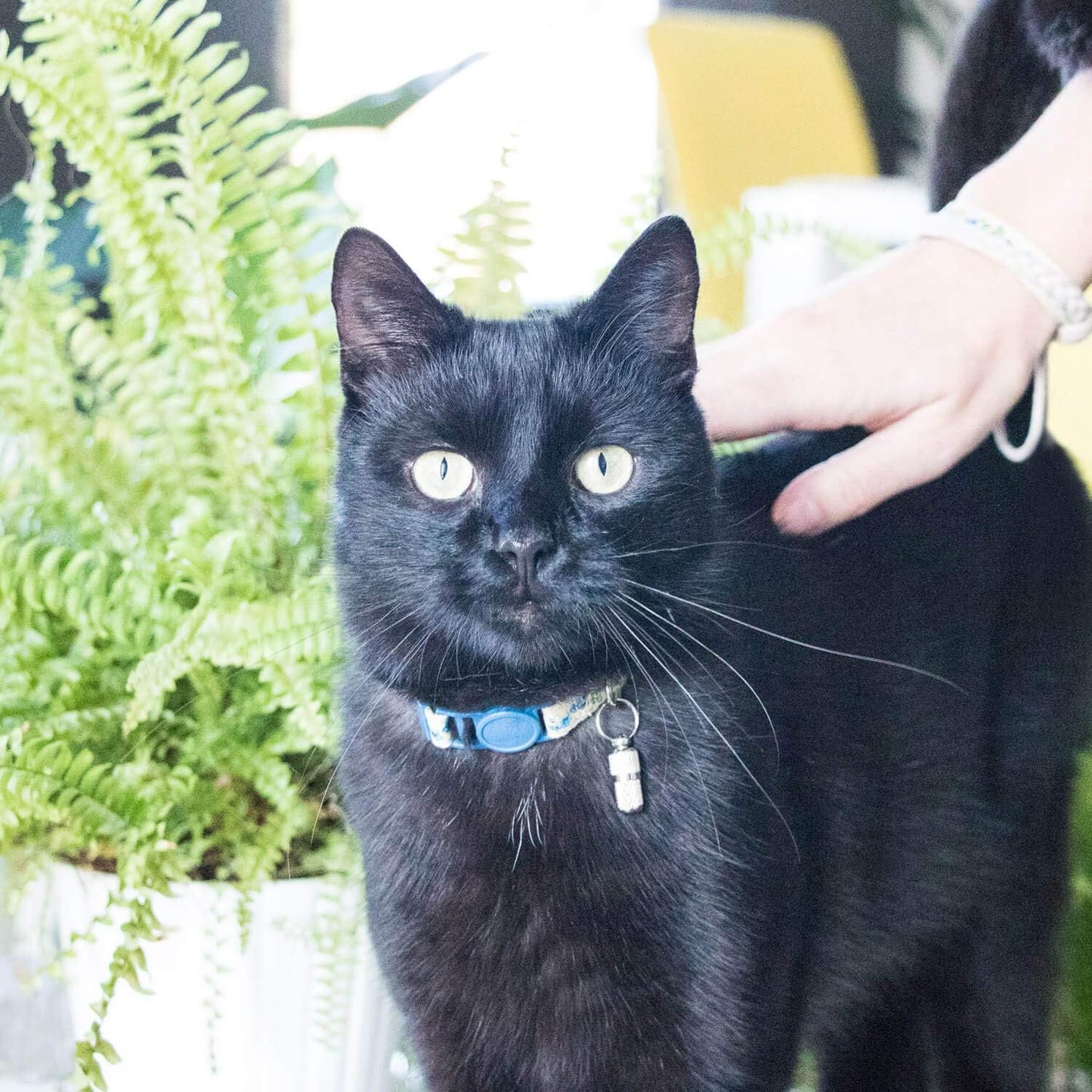 Breakaway Cat Collar & Matching Bracelet, Adjustable Collar 19-29 Cm, Safety Buckle, Soft Cotton, ID Tag Included, Blue