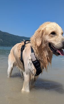 Tractive - No. 1 GPS Tracker for Cats and Dogs - Worldwide