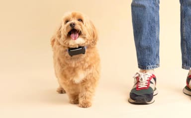 Tractive - No. 1 GPS Tracker for Cats and Dogs - Worldwide