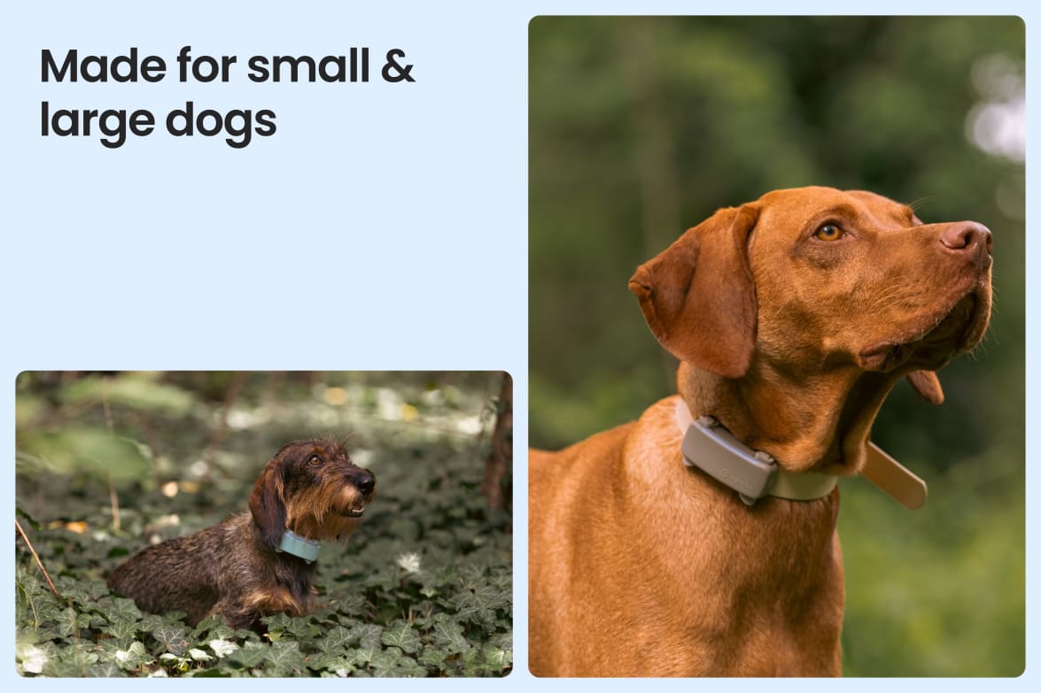 Tractive - No. 1 GPS Tracker for Cats and Dogs - Worldwide