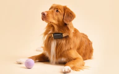 Tractive - No. 1 GPS Tracker for Cats and Dogs - Worldwide